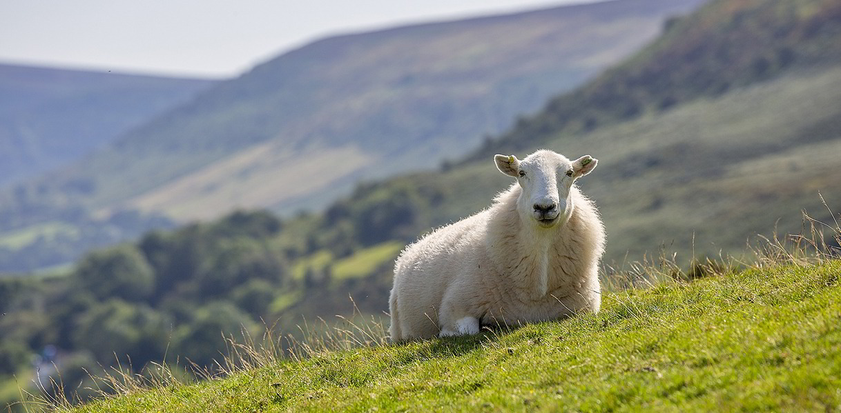 Die Schafe werden in kleineren Herden im Freien artgerecht (ohne Mulesing!) gehalten.