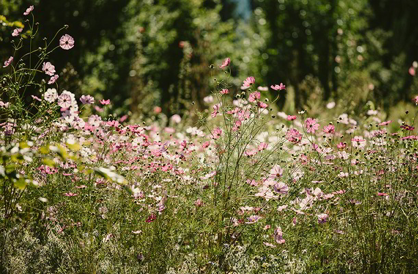 Frühlingsmarkt und Almgrün Jungpflanzenmarkt Frühlingsmarkt und Almgrün Jungpflanzenmarkt