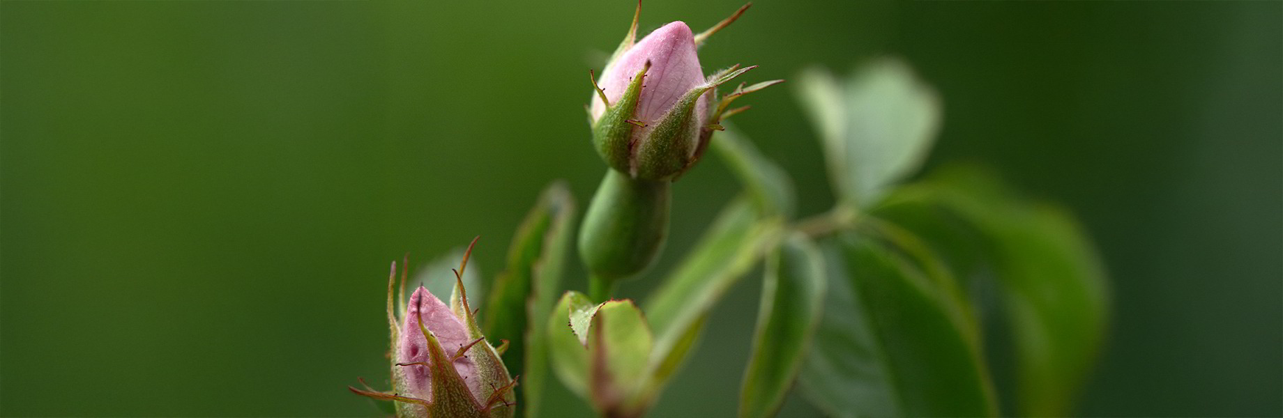 Wildrose