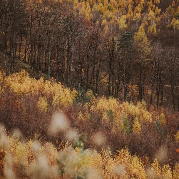 Aromatherapie im Herbst | Grüne Erde